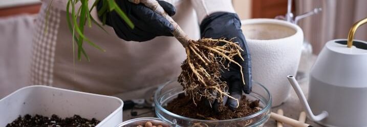 Person hält Pflanze mit Wurzeln über Topf